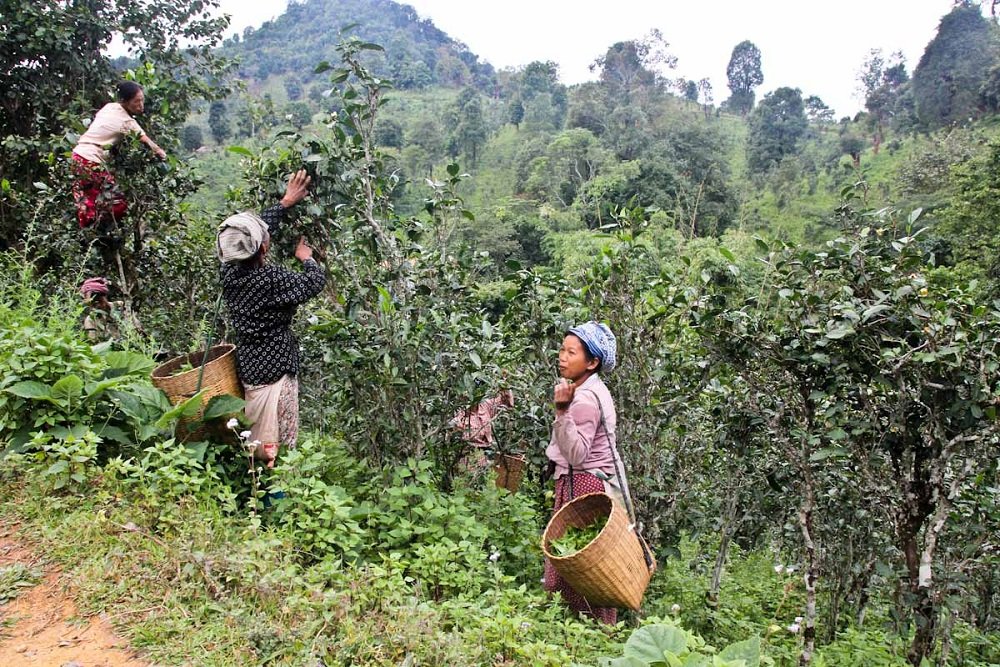 Kyaukme Trekking to Palaung Villages 2 Days